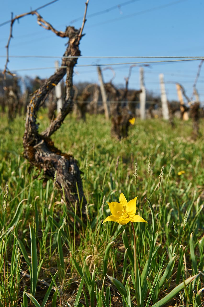 Flore Tulipe de vigne BI-0334